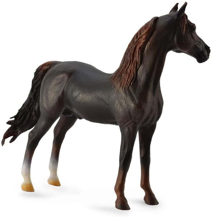 Chestnut Morgan Stallion