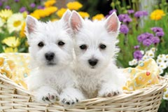13074 West Highland White Terriers