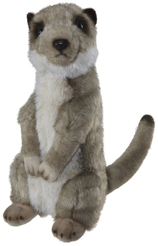 Aurora Signature Meerkat