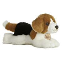 Beagle - Small