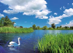 Beautiful Swan 500 pc