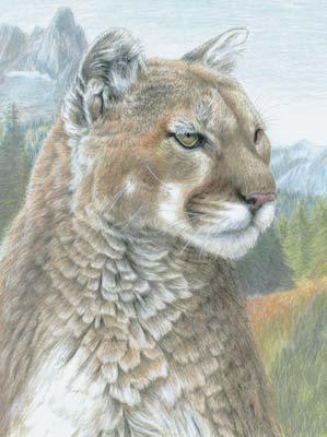 CPN17 Color Pencil COUGAR