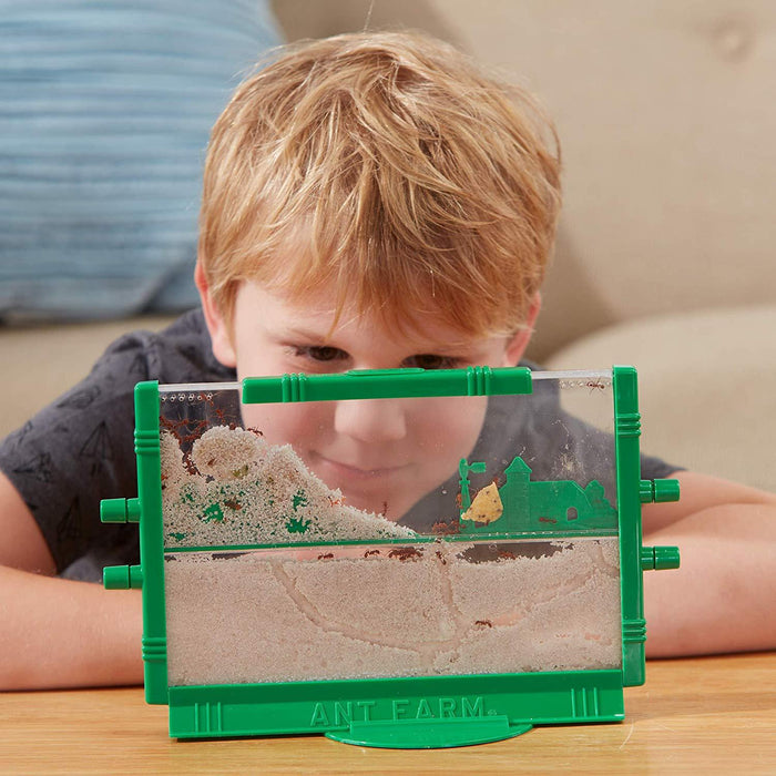 Classic Ant Farm