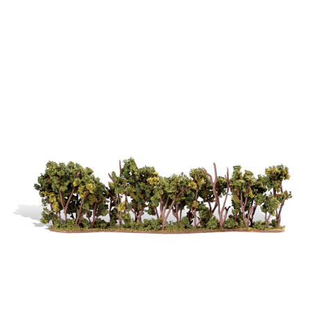 Classics Tree, Hedge Row 1-2"