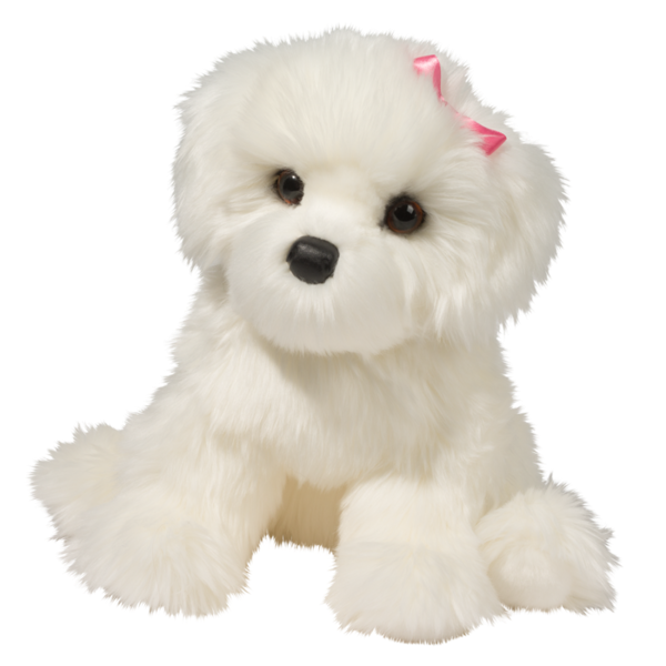 Coconut the Bichon Dog