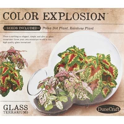 DD-0743 Color Explosion