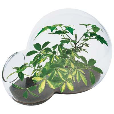 DD-0744 Tropical Trees