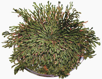 Dinosaur Plant by Dunecraft