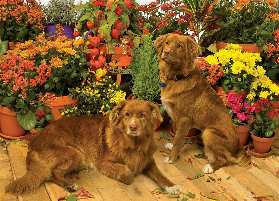 Duck Tollers 1000 pc puzzle