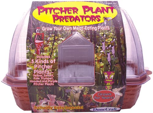 DuneCraft carniverous pitcher plants