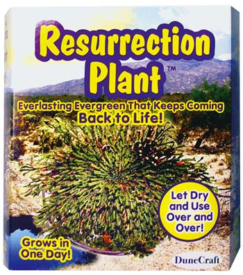 Dunecraft RP0058 RESURRECTION PLANT