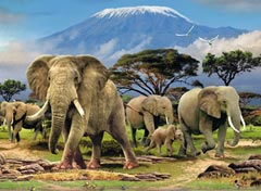 Elephants 500 pc