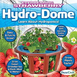 Everbearing Strawberry Hydro Dome