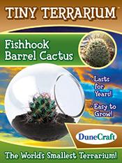 Fishhook Barrel Catcus Tiny Terrarium
