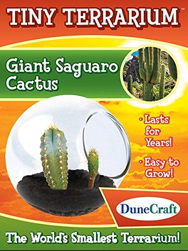 Giant Saguaro Catcus Tiny Terrarium