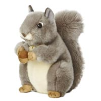 Gray Squirrel