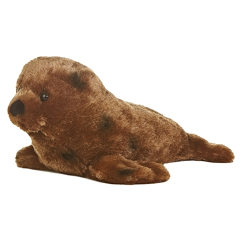 Harbor Seal