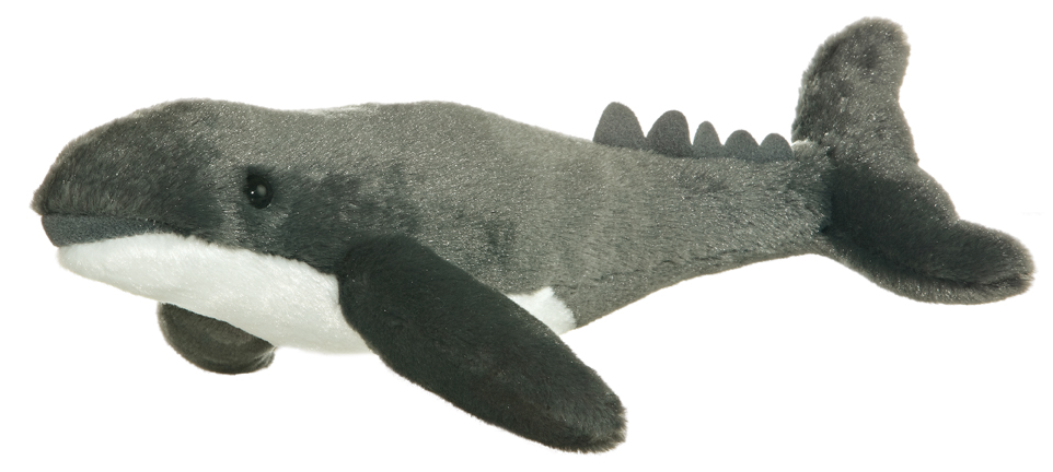 Humpback Whale