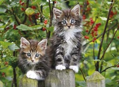 Kitties on the Fence 500 pc