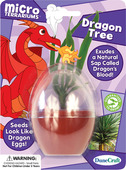 Micro Terraium Dragon Tree
