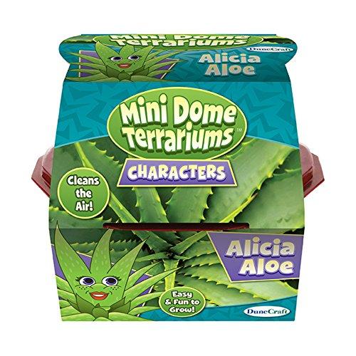 Mini Dome Alicia Aloe