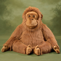 Ozlo the Orangutan