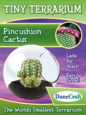Pincushion Catcus Tiny Terrarium