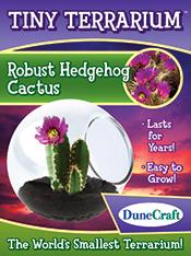 Robust Hedgehog Cactus Tiny Terrarium