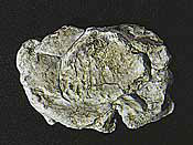 Rock Mold, Wind Rock