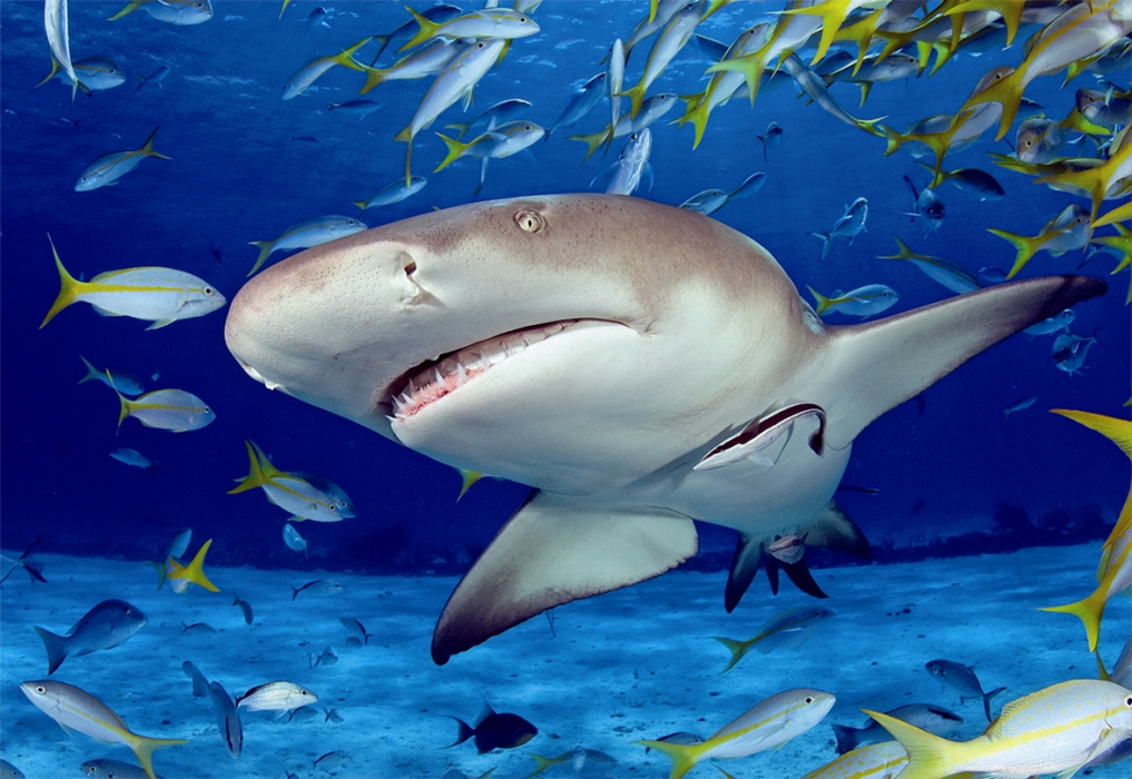 Shark 500 Piece Puzzle