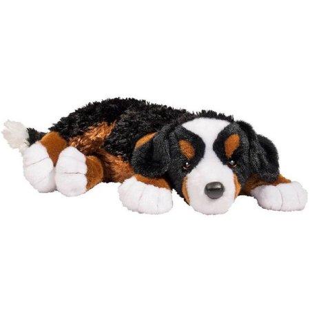 Sherlock  Bernese Mountain Dog