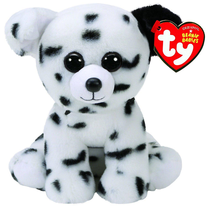 Spencer the Dalmatian Dog
