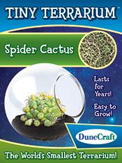 Spider Catcus Tiny Terrarium