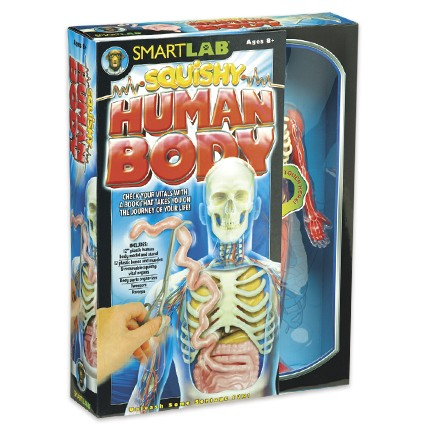 Squishy Human Body — Adventure Hobbies & Toys