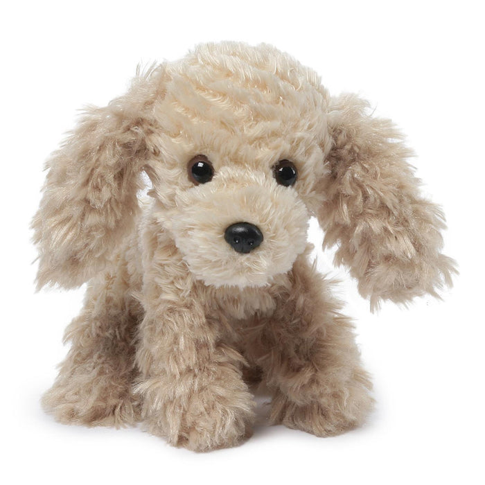 Teacup Puppies Nathaniel