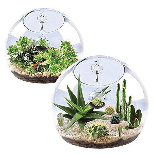 World With In A World Cacti and Succulents