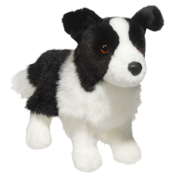 Zippy the Border Collie
